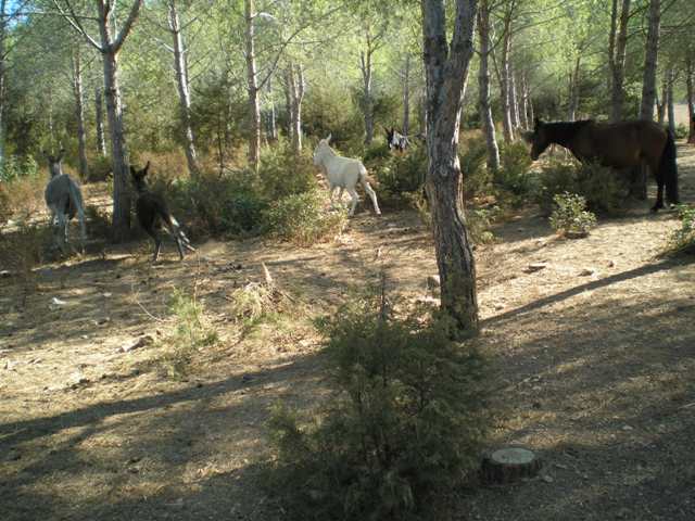 Tra la fitta vegetazione, appare al centro un asinello albino!